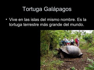 Tortuga Galápagos
• Vive en las islas del mismo nombre. Es la
  tortuga terrestre más grande del mundo.
 