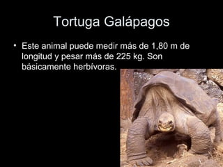 Tortuga Galápagos
• Este animal puede medir más de 1,80 m de
  longitud y pesar más de 225 kg. Son
  básicamente herbívoras.
 