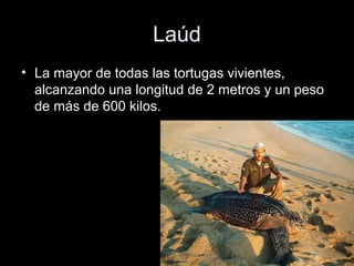 Laúd
• La mayor de todas las tortugas vivientes,
  alcanzando una longitud de 2 metros y un peso
  de más de 600 kilos.
 