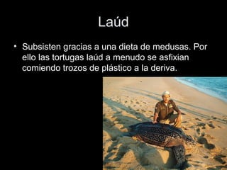 Laúd
• Subsisten gracias a una dieta de medusas. Por
  ello las tortugas laúd a menudo se asfixian
  comiendo trozos de plástico a la deriva.
 