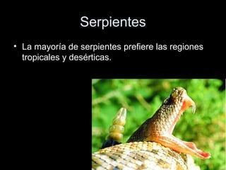 Serpientes
• La mayoría de serpientes prefiere las regiones
  tropicales y desérticas.
 