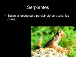 Serpientes
• Sacan la lengua para percibir olores y tocar las
  cosas.
 