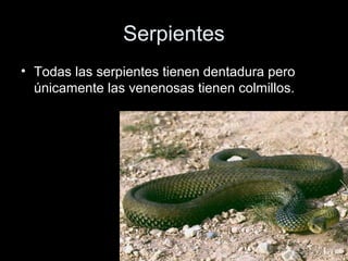 Serpientes
• Todas las serpientes tienen dentadura pero
  únicamente las venenosas tienen colmillos.
 