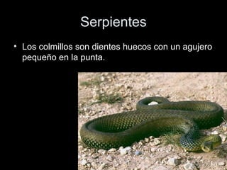 Serpientes
• Los colmillos son dientes huecos con un agujero
  pequeño en la punta.
 