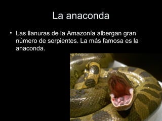 La anaconda
• Las llanuras de la Amazonía albergan gran
  número de serpientes. La más famosa es la
  anaconda.
 
