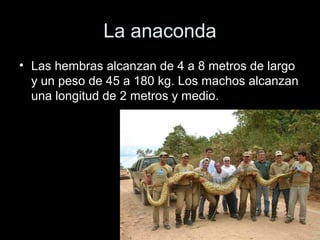 La anaconda
• Las hembras alcanzan de 4 a 8 metros de largo
  y un peso de 45 a 180 kg. Los machos alcanzan
  una longitud de 2 metros y medio.
 
