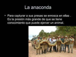 La anaconda
• Para capturar a sus presas se enrosca en ellas .
  Es la presión más grande de que se tiene
  conocimiento que puede ejercer un animal.
 