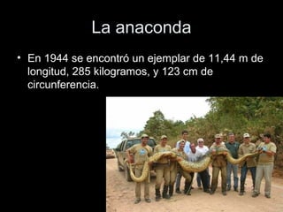 La anaconda
• En 1944 se encontró un ejemplar de 11,44 m de
  longitud, 285 kilogramos, y 123 cm de
  circunferencia.
 
