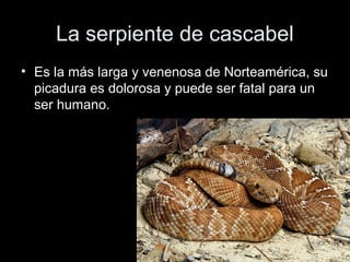 La serpiente de cascabel
• Es la más larga y venenosa de Norteamérica, su
  picadura es dolorosa y puede ser fatal para un
  ser humano.
 
