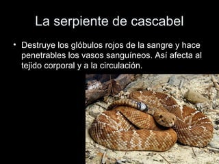 La serpiente de cascabel
• Destruye los glóbulos rojos de la sangre y hace
  penetrables los vasos sanguíneos. Así afecta al
  tejido corporal y a la circulación.
 