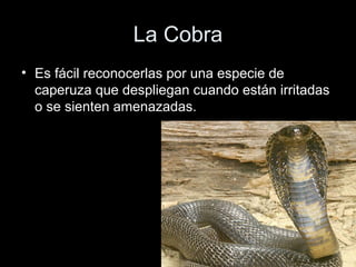 La Cobra
• Es fácil reconocerlas por una especie de
  caperuza que despliegan cuando están irritadas
  o se sienten amenazadas.
 