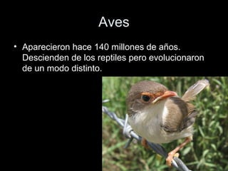 Aves
• Aparecieron hace 140 millones de años.
  Descienden de los reptiles pero evolucionaron
  de un modo distinto.
 