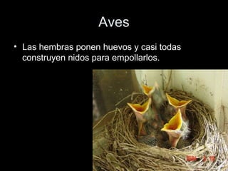 Aves
• Las hembras ponen huevos y casi todas
  construyen nidos para empollarlos.
 