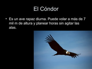 El Cóndor
• Es un ave rapaz diurna. Puede volar a más de 7
  mil m de altura y planear horas sin agitar las
  alas.
 