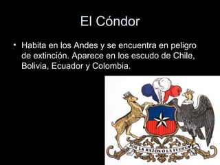 El Cóndor
• Habita en los Andes y se encuentra en peligro
  de extinción. Aparece en los escudo de Chile,
  Bolivia, Ecuador y Colombia.
 