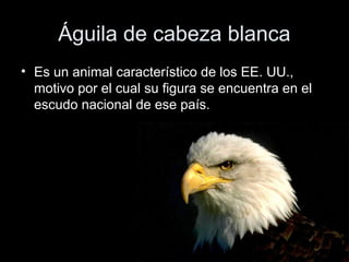 Águila de cabeza blanca
• Es un animal característico de los EE. UU.,
  motivo por el cual su figura se encuentra en el
  escudo nacional de ese país.
 