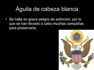 Águila de cabeza blanca
• Se halla en grave peligro de extinción, por lo
  que se han llevado a cabo muchas campañas
  para preservarla.
 