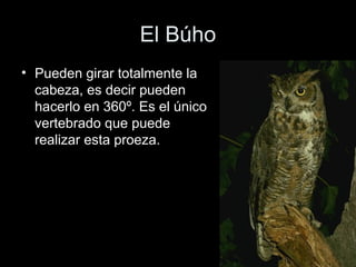 El Búho
• Pueden girar totalmente la
  cabeza, es decir pueden
  hacerlo en 360º. Es el único
  vertebrado que puede
  realizar esta proeza.
 