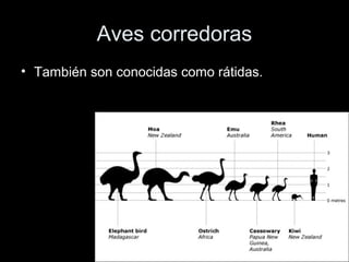 Aves corredoras
• También son conocidas como rátidas.
 