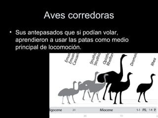 Aves corredoras
• Sus antepasados que si podían volar,
  aprendieron a usar las patas como medio
  principal de locomoción.
 