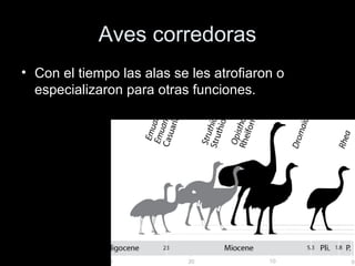 Aves corredoras
• Con el tiempo las alas se les atrofiaron o
  especializaron para otras funciones.
 