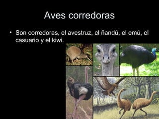 Aves corredoras
• Son corredoras, el avestruz, el ñandú, el emú, el
  casuario y el kiwi.
 