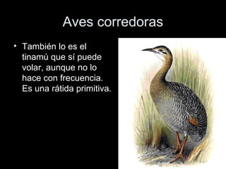 Aves corredoras
• También lo es el
  tinamú que sí puede
  volar, aunque no lo
  hace con frecuencia.
  Es una rátida primitiva.
 