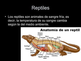 Reptiles
• Los reptiles son animales de sangre fría, es
  decir, la temperatura de su sangre cambia
  según la del medio ambiente.
 