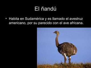 El ñandú
• Habita en Sudamérica y es llamado el avestruz
  americano, por su parecido con el ave africana.
 