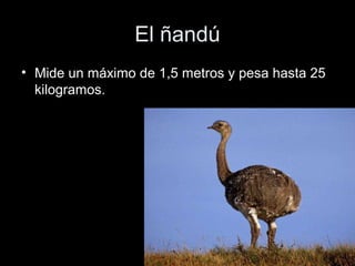 El ñandú
• Mide un máximo de 1,5 metros y pesa hasta 25
  kilogramos.
 