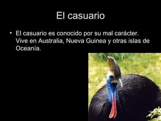 El casuario
• El casuario es conocido por su mal carácter.
  Vive en Australia, Nueva Guinea y otras islas de
  Oceanía.
 