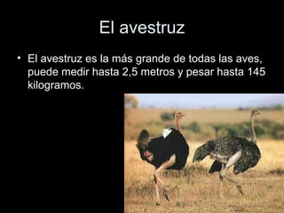 El avestruz
• El avestruz es la más grande de todas las aves,
  puede medir hasta 2,5 metros y pesar hasta 145
  kilogramos.
 