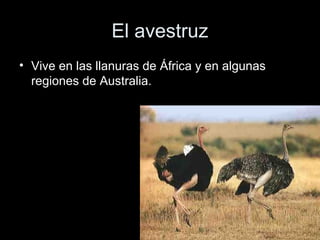 El avestruz
• Vive en las llanuras de África y en algunas
  regiones de Australia.
 