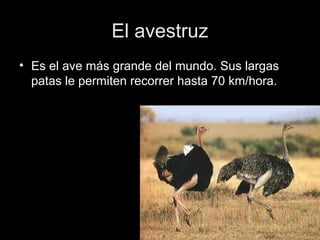 El avestruz
• Es el ave más grande del mundo. Sus largas
  patas le permiten recorrer hasta 70 km/hora.
 