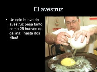 El avestruz
• Un solo huevo de
  avestruz pesa tanto
  como 25 huevos de
  gallina: ¡hasta dos
  kilos!
 