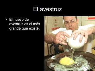 El avestruz
• El huevo de
  avestruz es el más
  grande que existe.
 