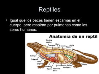 Reptiles
• Igual que los peces tienen escamas en el
  cuerpo, pero respiran por pulmones como los
  seres humanos.
 