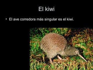 El kiwi
• El ave corredora más singular es el kiwi.
 