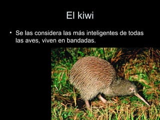 El kiwi
• Se las considera las más inteligentes de todas
  las aves, viven en bandadas.
 