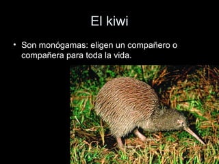 El kiwi
• Son monógamas: eligen un compañero o
  compañera para toda la vida.
 