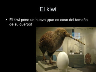 El kiwi
• El kiwi pone un huevo ¡que es caso del tamaño
  de su cuerpo!
 