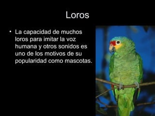 Loros
• La capacidad de muchos
  loros para imitar la voz
  humana y otros sonidos es
  uno de los motivos de su
  popularidad como mascotas.
 