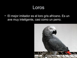 Loros
• El mejor imitador es el loro gris africano. Es un
  ave muy inteligente, casi como un perro.
 