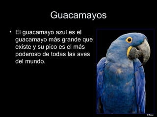 Guacamayos
• El guacamayo azul es el
  guacamayo más grande que
  existe y su pico es el más
  poderoso de todas las aves
  del mundo.
 
