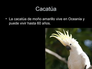 Cacatúa
• La cacatúa de moño amarillo vive en Oceanía y
  puede vivir hasta 60 años.
 