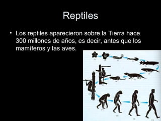 Reptiles
• Los reptiles aparecieron sobre la Tierra hace
  300 millones de años, es decir, antes que los
  mamíferos y las aves.
 