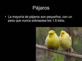 Pájaros
• La mayoría de pájaros son pequeños, con un
  peso que nunca sobrepasa los 1.5 kilos.
 