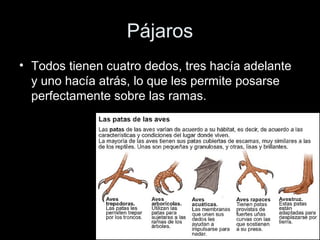 Pájaros
• Todos tienen cuatro dedos, tres hacía adelante
  y uno hacía atrás, lo que les permite posarse
  perfectamente sobre las ramas.
 