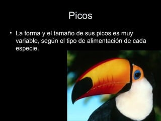 Picos
• La forma y el tamaño de sus picos es muy
  variable, según el tipo de alimentación de cada
  especie.
 