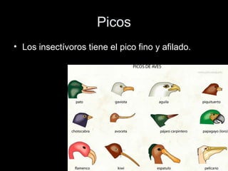 Picos
• Los insectívoros tiene el pico fino y afilado.
 